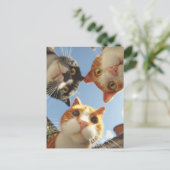 Carte Postale Chats curieux regardant vers le bas (Debout devant)