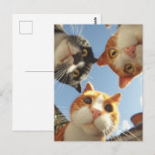 Carte Postale Chats curieux regardant vers le bas (Devant / Derrière)