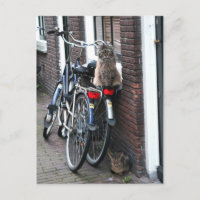 Chats d'Amsterdam à vélo