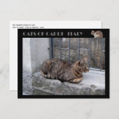 Carte Postale Chats de Capri, chat tabby - Italie (Devant / Derrière)