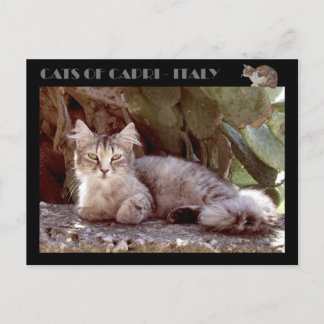 Carte Postale Chats de Capri - Italie