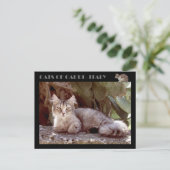 Carte Postale Chats de Capri - Italie (Debout devant)