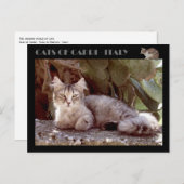 Carte Postale Chats de Capri - Italie (Devant / Derrière)