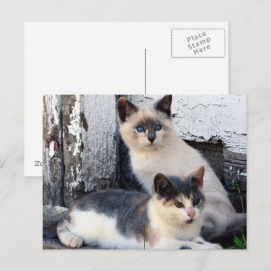 Carte Postale Chats de grange (Devant / Derrière)