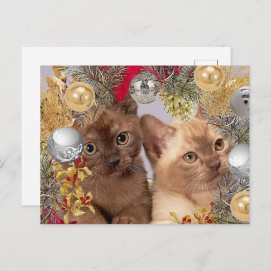 Carte Postale Chats de Noël Kittens (Devant / Derrière)