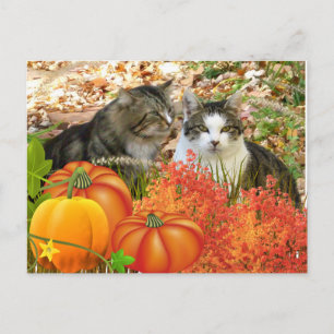 Carte Postale Chats de saison automnale et citrouilles