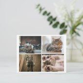 CARTE POSTALE CHATS ÉLÉGANTS (Debout devant)