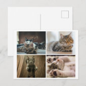 CARTE POSTALE CHATS ÉLÉGANTS (Devant / Derrière)