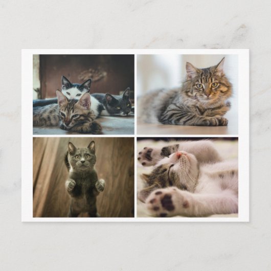 CARTE POSTALE CHATS ÉLÉGANTS (Devant)