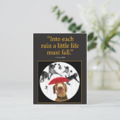Carte Postale Chats en pluie ! (Debout devant)