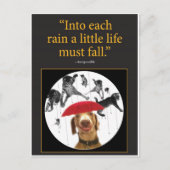 Carte Postale Chats en pluie ! (Devant)