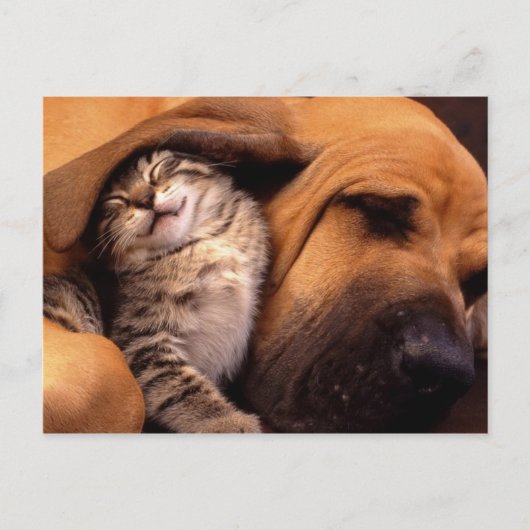 Carte Postale Chats et chiens (Devant)