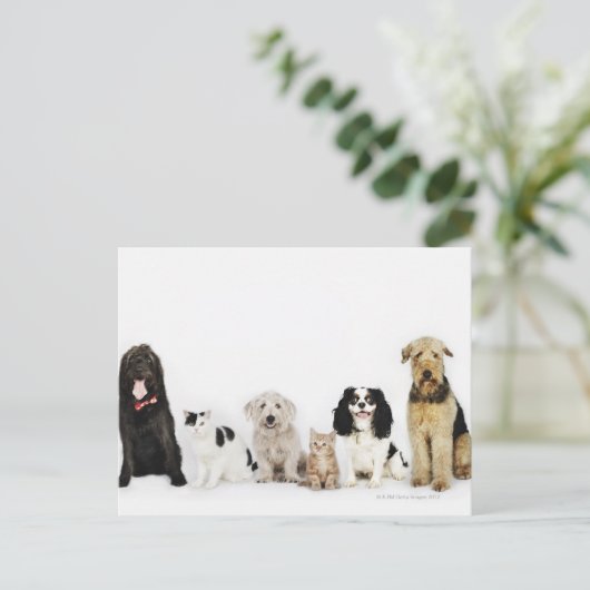 Carte Postale Chats et chiens (Debout devant)