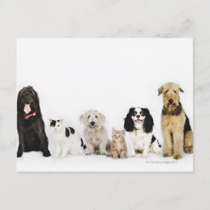 Carte Postale Chats et chiens