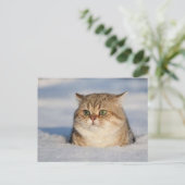 Carte Postale chats_et_neige7 (Debout devant)