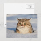 Carte Postale chats_et_neige7 (Devant / Derrière)