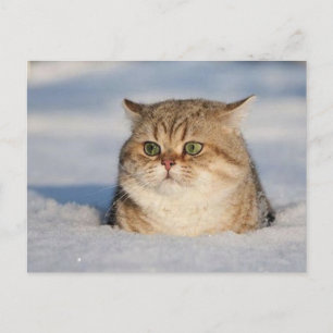 Carte Postale chats_et_neige7