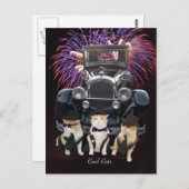 Carte Postale Chats frais (Devant / Derrière)