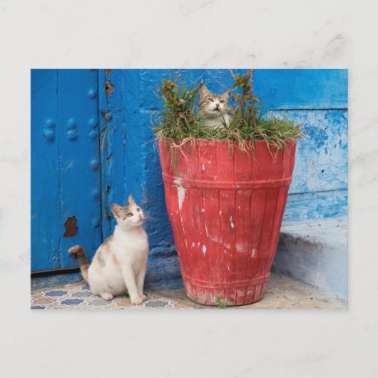 Carte Postale Chats jouant à Rabat, Maroc (Devant)