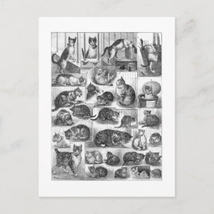 Carte Postale Chats, Louis Wain