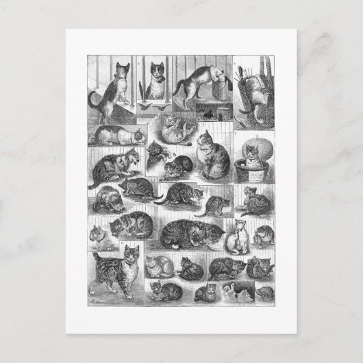 Carte Postale Chats, Louis Wain (Devant)