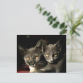 Carte postale Chats mère et enfant (Debout devant)