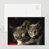Carte postale Chats mère et enfant (Devant / Derrière)