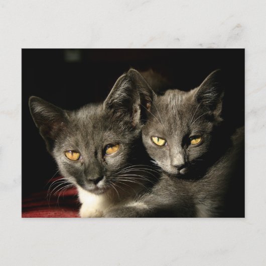 Carte postale Chats mère et enfant (Devant)