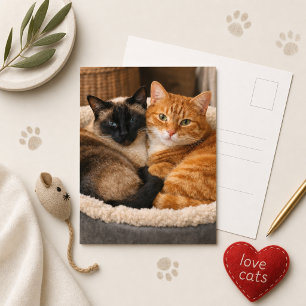 Carte Postale Chats mignons siamois et roux 