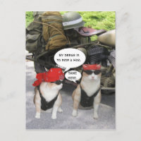 Chats motards amusants