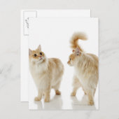 Carte Postale Chats Munchkin (Devant / Derrière)
