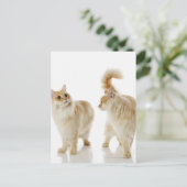 Carte Postale Chats Munchkin (Debout devant)