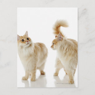 Carte Postale Chats Munchkin