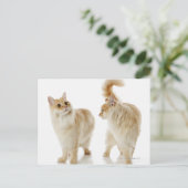 Carte Postale Chats Munchkin (Debout devant)