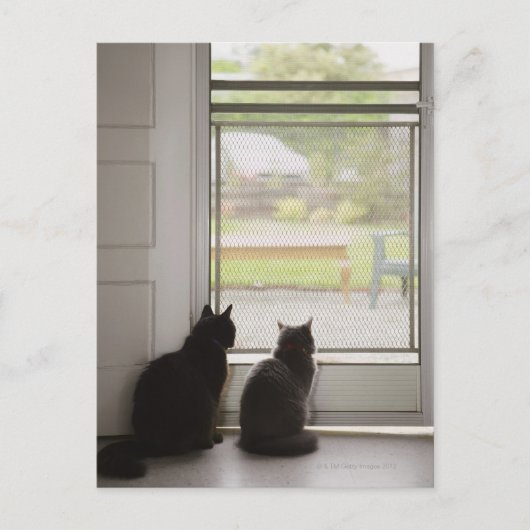 Carte Postale Chats regardant la porte moustiquaire (Devant)