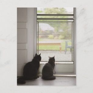 Carte Postale Chats regardant la porte moustiquaire