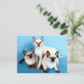 Carte Postale Chats siamois (Debout devant)