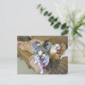 Carte Postale Chats sur canapé (Debout devant)