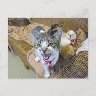 Carte Postale Chats sur canapé