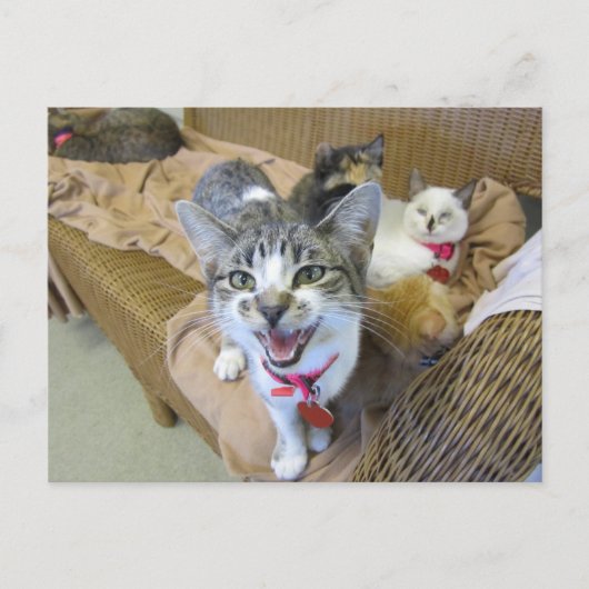 Carte Postale Chats sur canapé (Devant)