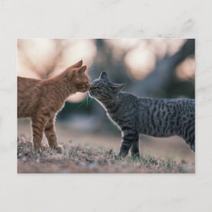 Carte Postale Chats tabby orange et gris se touchant le nez 