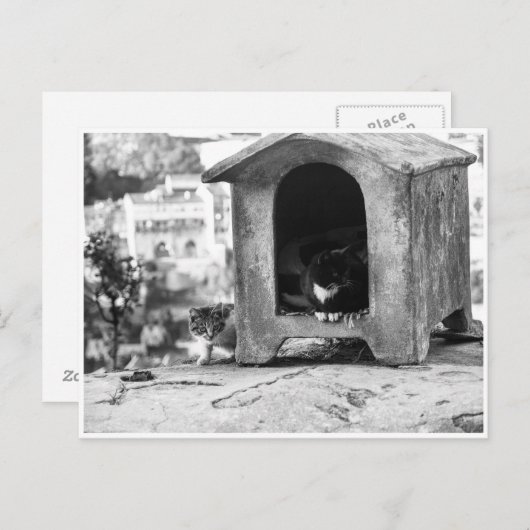 Carte Postale Chats vintages b/w (Devant / Derrière)