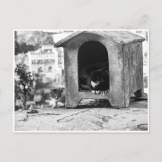 Carte Postale Chats vintages b/w