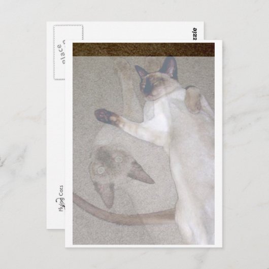 Carte Postale Chats volants (Devant / Derrière)