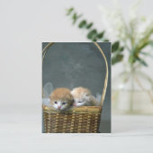 Carte Postale Chatte (Debout devant)