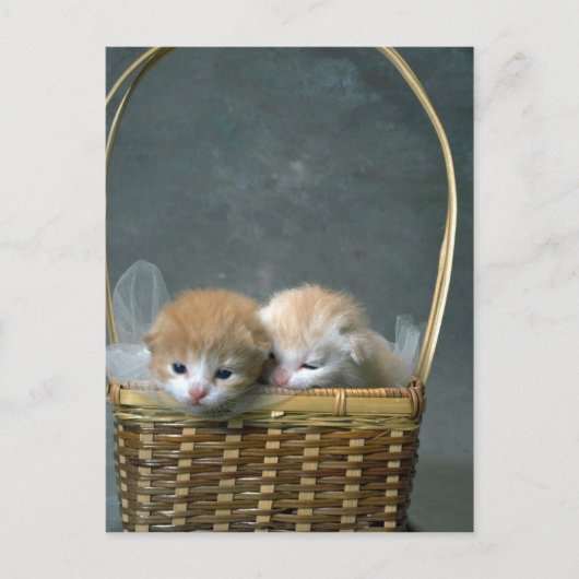 Carte Postale Chatte (Devant)