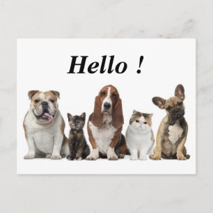 Carte Postale chatte à cheveux court amis basset hound taureau c