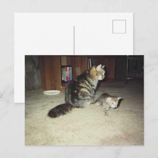 Carte Postale Chatte avec son chaton (Devant / Derrière)