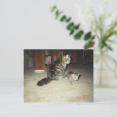 Carte Postale Chatte avec son chaton (Debout devant)