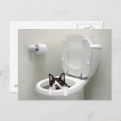 Carte Postale Chatte-chat dans un bol de toilettes (Devant / Derrière)